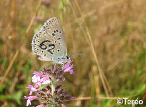 Marquage papillon - Teréo