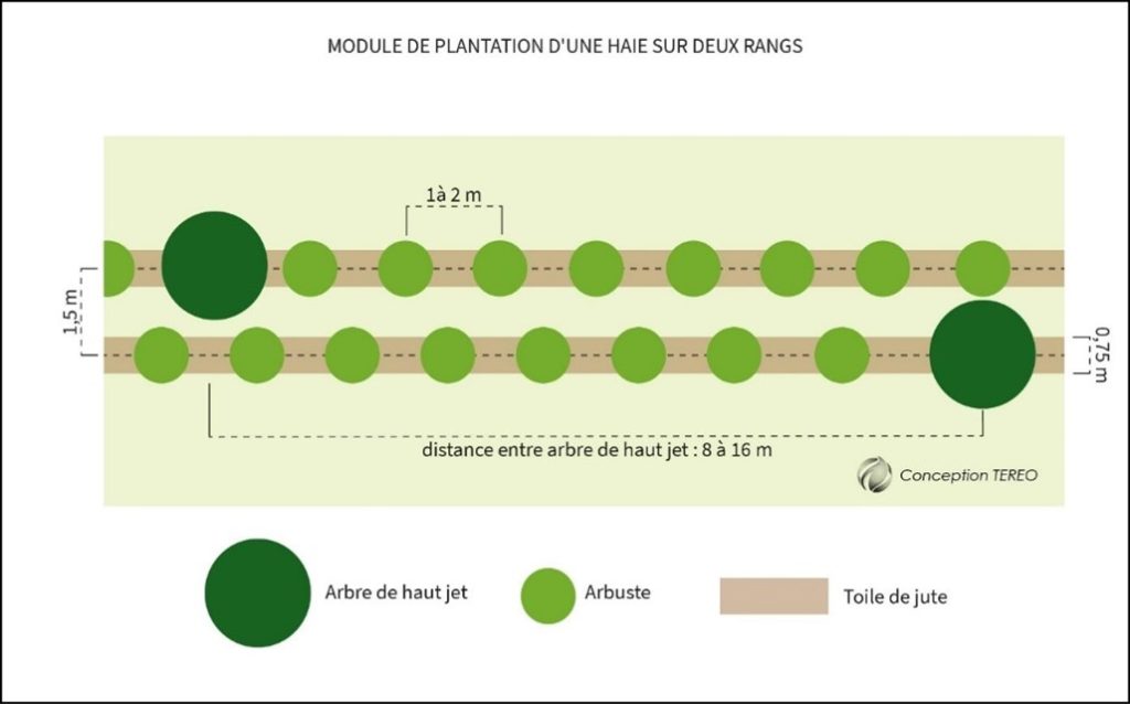 Module de plantation Tereo