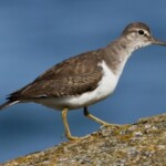 chevalier guignette - biodiversité