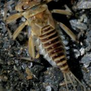 Larve de Rhithrogena delphinensis dans l’Arvan (Source : Bertrand LAUNAY) Larve de Rhithrogena delphinensis dans l’Arvan