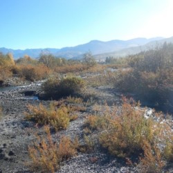 Myricaire d’Allemagne et habitats pionniers dans la vallée de l’Ubaye (Hautes-Alpes) myricaire - tereo