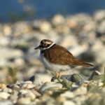 petit gravelot - biodiversité