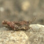 tétrix grisâtre - biodiversité