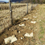 plantation rendu tereo - bilan carbone