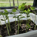 Photo 2 - Semis de haricots