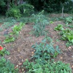 Photo 3 - Vue du potager