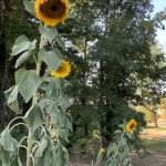 Photo 4 - Vue du potager