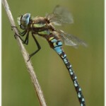Aeschne mixte ©Teréo