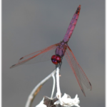 Trithémis annelé ©Teréo