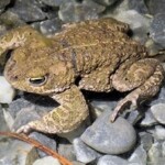 Mâle de crapaud calamite sur une mare du Reclus (mai 2024)