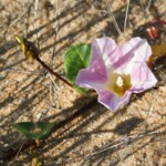 Liseron des dunes (Calystegia soldanella)