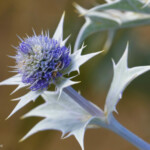 Panicaut maritime (Eryngium maritimum)