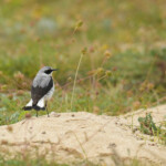 Traquet motteux (Oenanthe oenanthe)