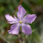 Oeillet de France (Dianthus gallicus)
