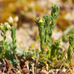 Linaire des sables (Linaria arenaria)