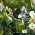 Cynoglosse des dunes (Omphalodes littoralis)