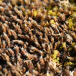 Pleurochète squarreux (Tortella squarrosa) et Tortule des dunes (Syntrichia ruraliformis)