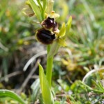 Ophrys de la Passion (Ophrys passionis)