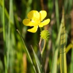 Grande douve (Ranunculus lingua)
