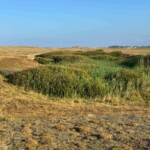 Marais arrière dunaire