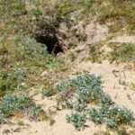 Cynoglosse des dunes (Omphalodes littoralis) à l’entrée d’un terrier de lapin