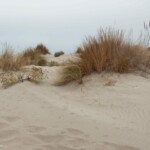 Oyat (Ammophila arenaria)