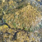 Colonies de Vaucheria sp. (algue)