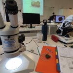 Identification à l'aide d'une loupe binoculaire