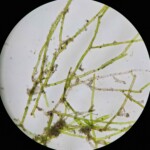 Vaucheria sp. (algue)