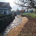 Dépose des enrochements et revégétalisation des berges