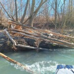 Chantier d’abattage de castor observé depuis le canoë sur l’Isère