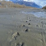 Empreintes de castor sur un banc de limons de l'Isère
