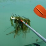 Échantillonnage d’herbiers aquatiques depuis le canoë à l’aide d’un râteau